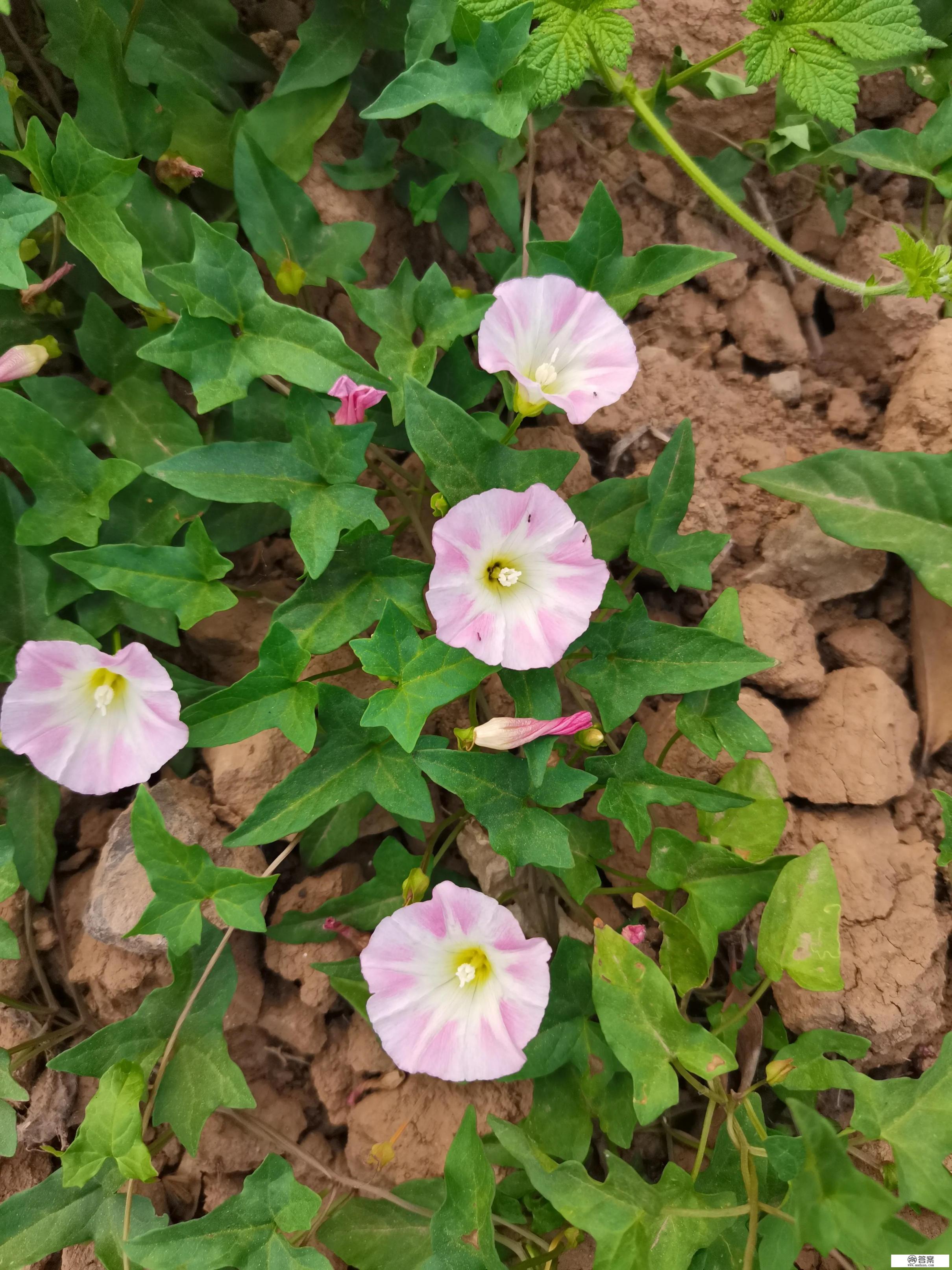 信用卡不是本人刷卡消费欠款不还怎么办？