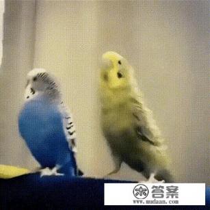 信用卡不是本人刷卡消费欠款不还怎么办？