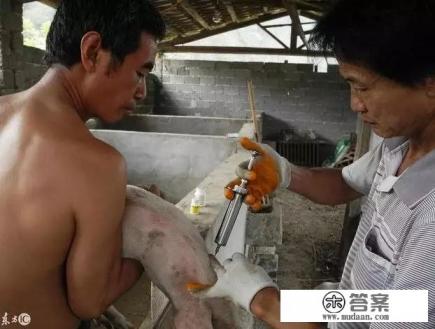 黄芪多糖真的提升免疫力吗? 黄芪多糖真的提升免疫力吗?