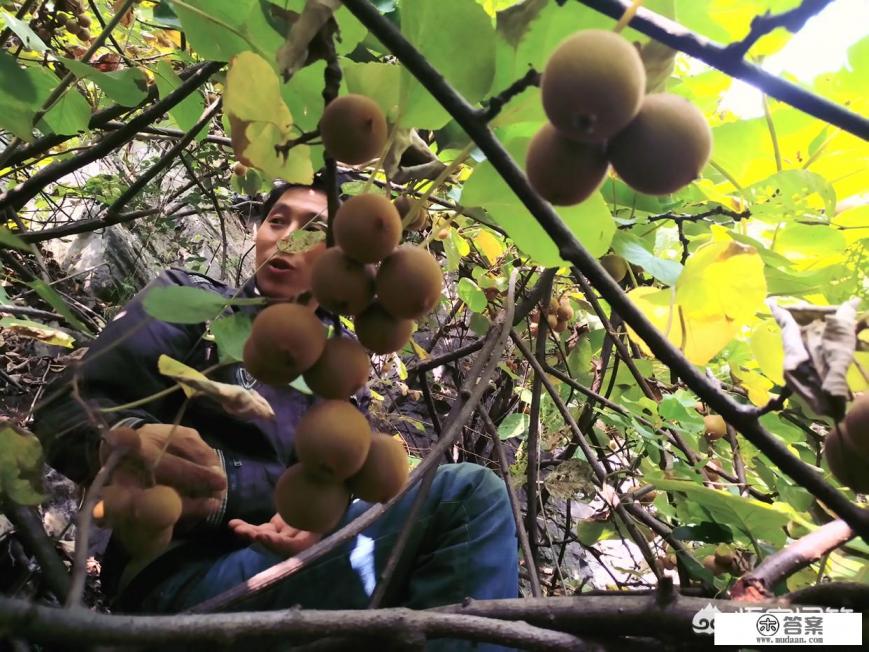野生猕猴桃和普通猕猴桃区别?