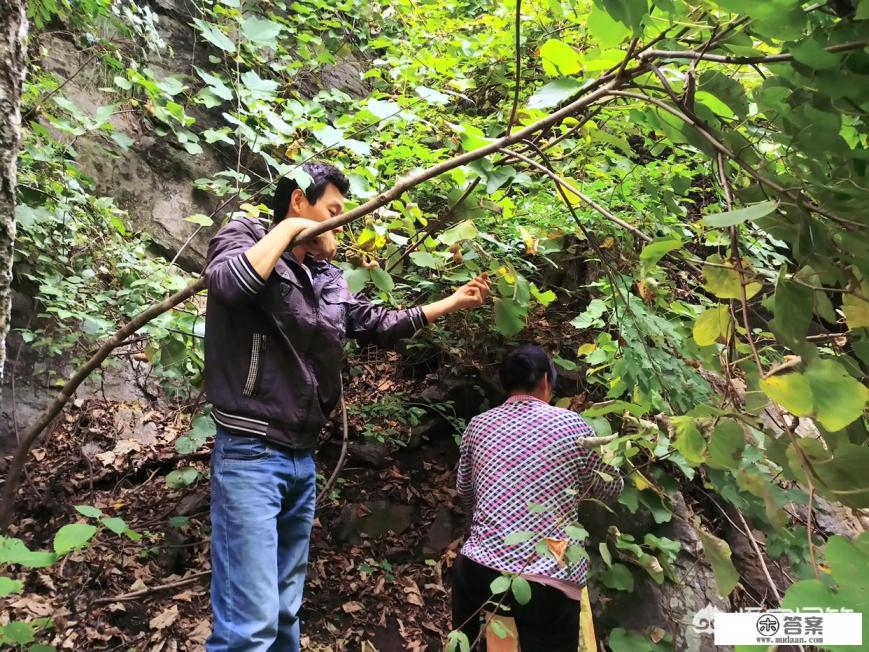 野生猕猴桃和普通猕猴桃区别？