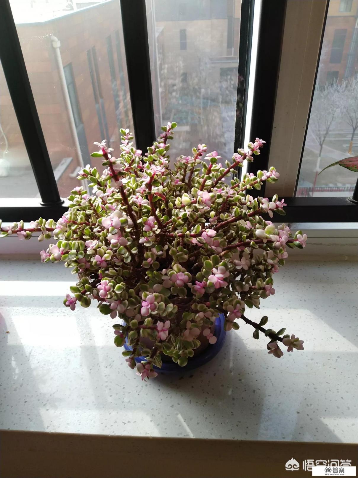 中医师和中西医结合医师什么区别?