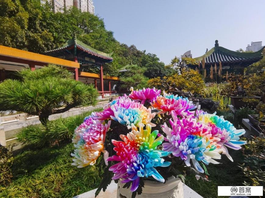 七彩菊成长过程？