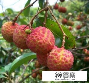 孕期吃了荔枝咳嗽怎么办？