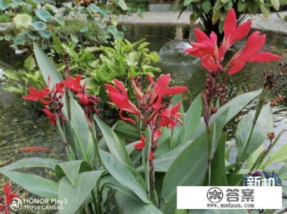 明天荣耀Play3又要开售了,除了全场景加速,还有哪些亮点? 明天荣耀Play3又要开售了,除了全场景加速,还有哪些亮点?