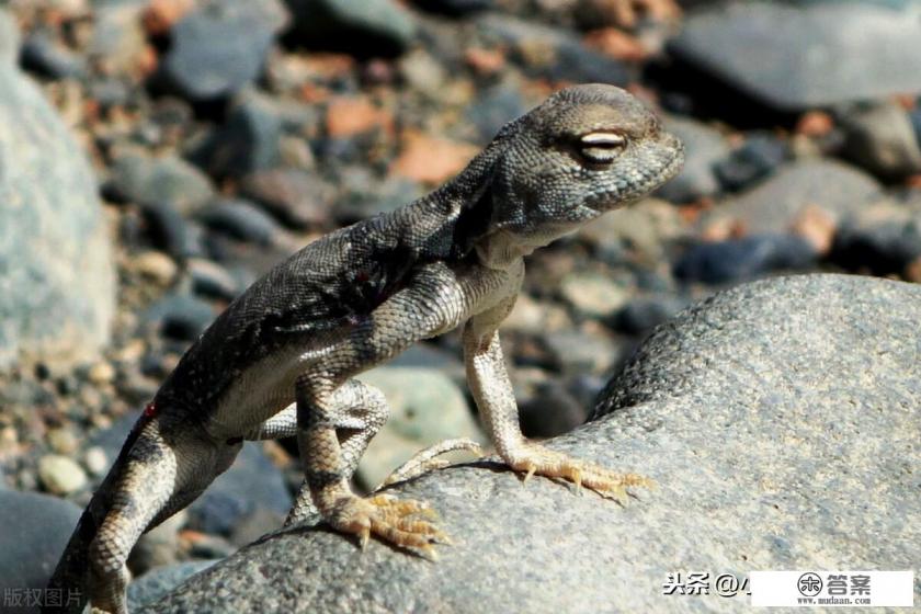 去森林游玩，遇到一大蟒蛇用什么办法逃过一难？