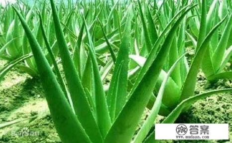 完美芦荟胶和片仔癀那个去痘效果好?