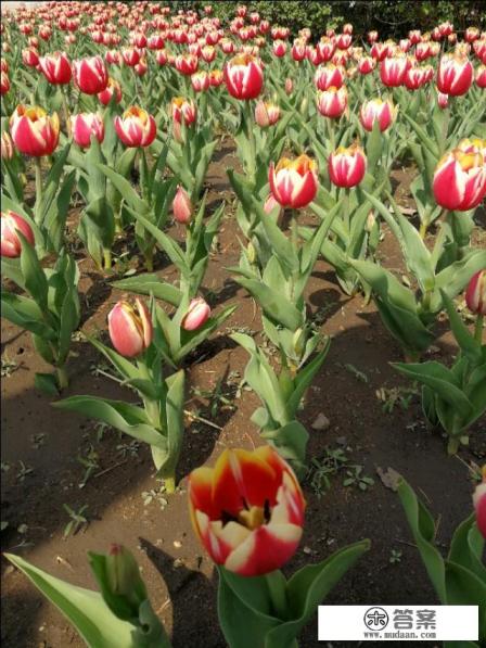 旅游这个行业的未来趋势是怎样的? 旅游这个行业的未来趋势是怎样的?