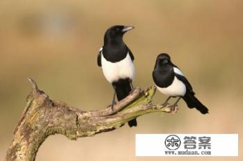 女主与男主第一次相见是女主在电梯里撞到男主怀里并且头发缠到男主裤?