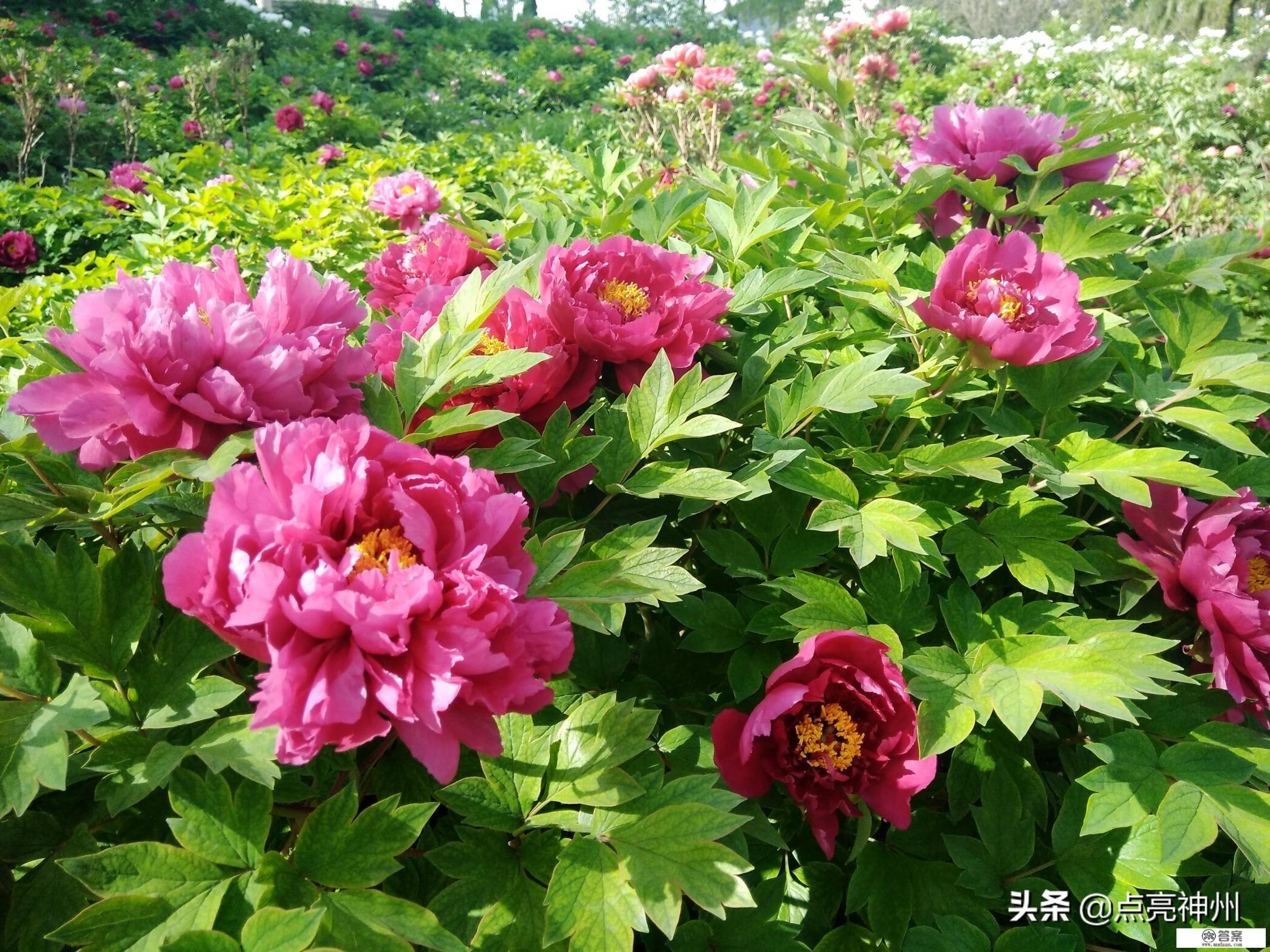 计划两个人四月中旬去河南自由行，准备去郑州+少林寺+洛阳牡丹+开封这四个城市，路线怎么样规划好？