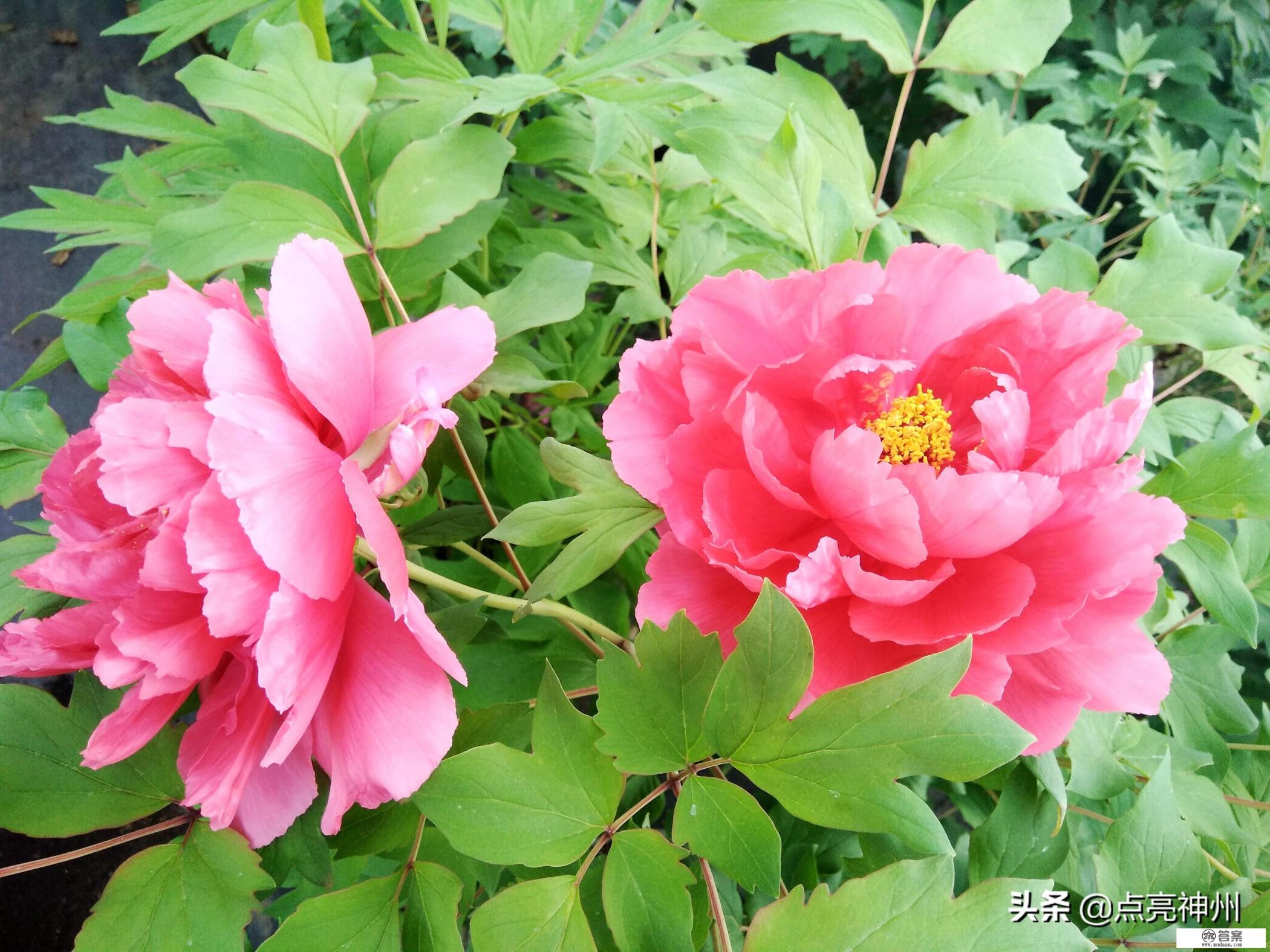 计划两个人四月中旬去河南自由行，准备去郑州+少林寺+洛阳牡丹+开封这四个城市，路线怎么样规划好？