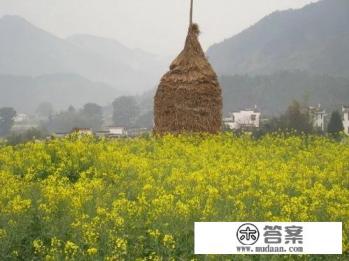 黄山到婺源有客车吗？