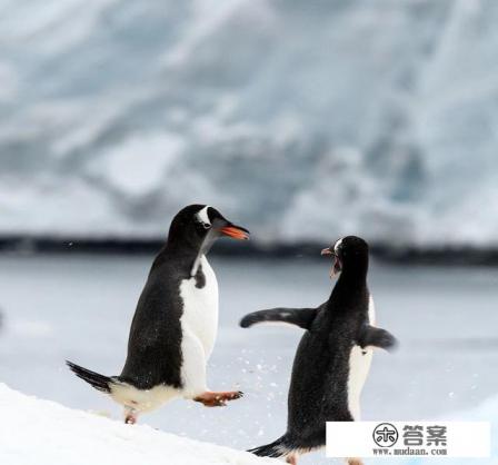 如何去南极旅游？