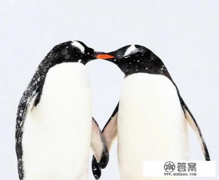 如何去南极旅游？