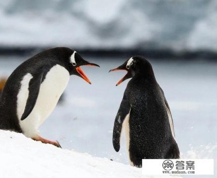 如何去南极旅游？