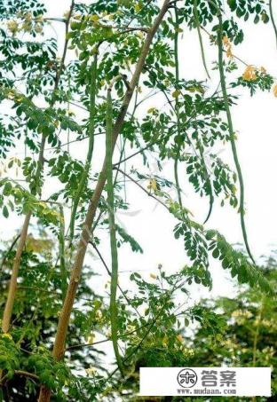 辣木叶和花能不能炒着吃？