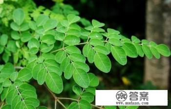 辣木叶和花能不能炒着吃?