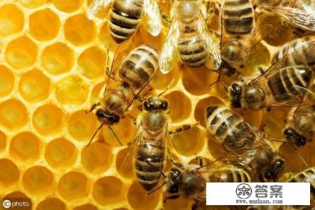 蜂群里有黑蜂怎么回事?