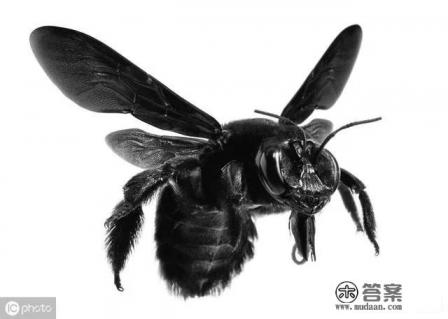 蜂群里有黑蜂怎么回事？