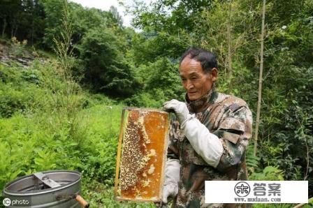 蜂群里有黑蜂怎么回事？