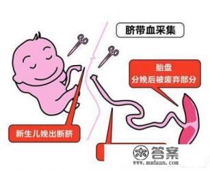 如何储存脐带血？