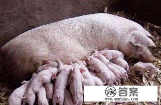 犬细小会引起哪些疾病？