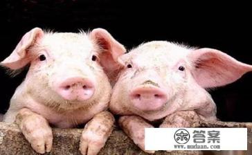 犬细小会引起哪些疾病?