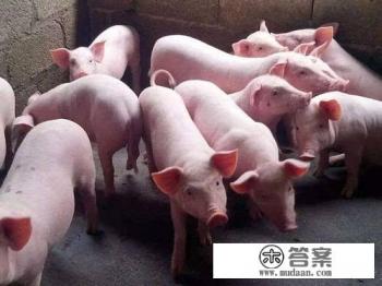 犬细小会引起哪些疾病？