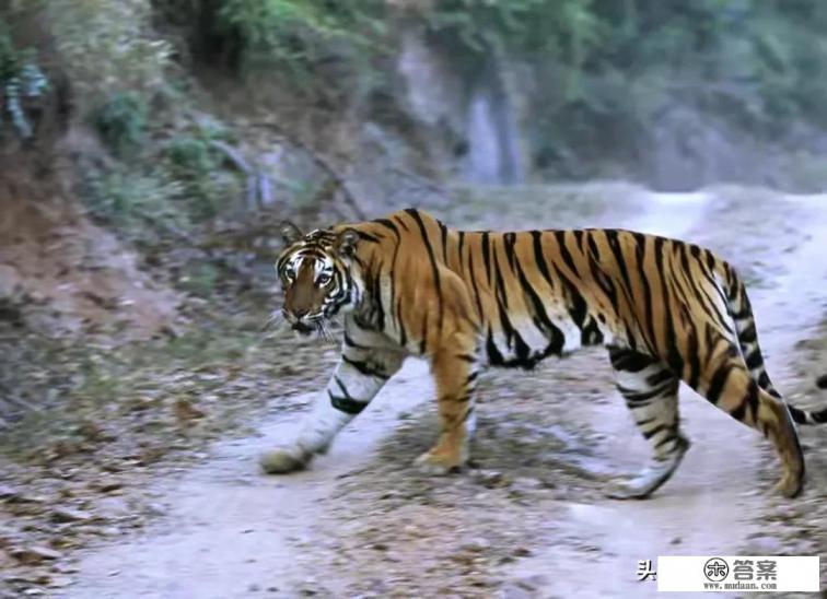 老虎向你扑来,哪种做法能保命,原地不动、转身逃跑、英勇反抗?