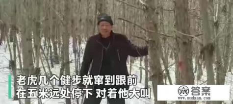 老虎向你扑来，哪种做法能保命，原地不动、转身逃跑、英勇反抗？