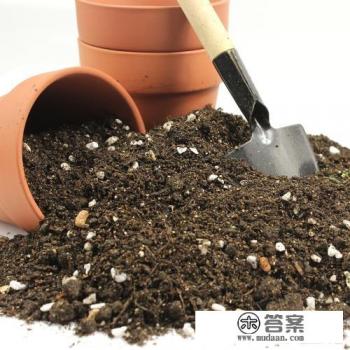 康乃馨的营养土能种君子兰吗?