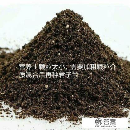 康乃馨的营养土能种君子兰吗? 康乃馨的营养土能种君子兰吗?