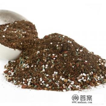 康乃馨的营养土能种君子兰吗? 康乃馨的营养土能种君子兰吗?