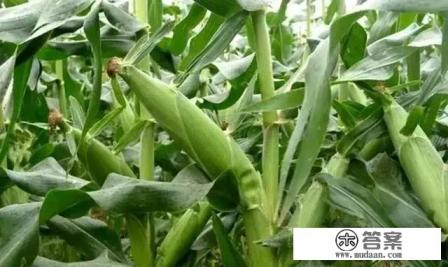 吃玉米会发胖吗？