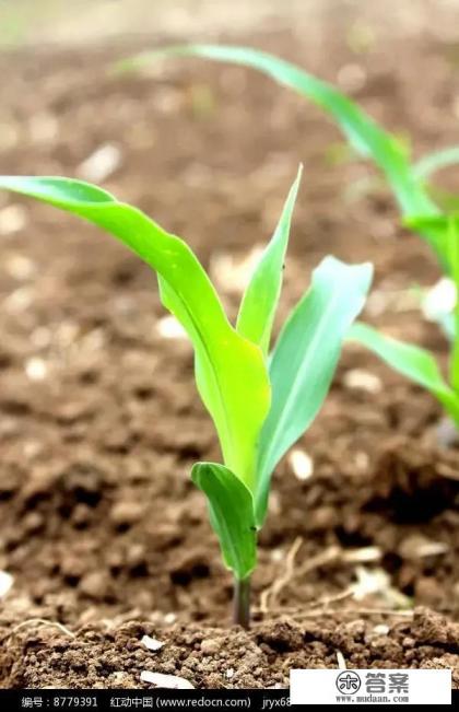 吃玉米会发胖吗?