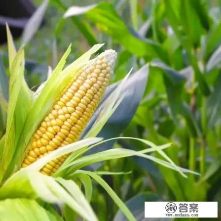 吃玉米会发胖吗？