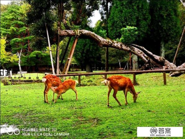 一句日语都不会说去日本旅游会不会很难受？