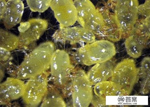 头皮有油脂粒,用什么洗发水好? 头皮有油脂粒,用什么洗发水好?