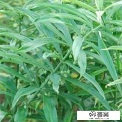 名贵药材有什么? 名贵药材有什么?