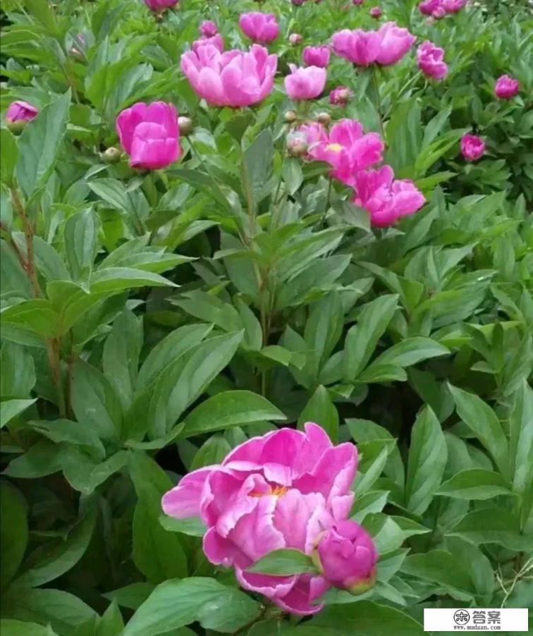 名贵药材有什么? 名贵药材有什么?