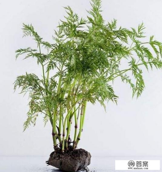 名贵药材有什么? 名贵药材有什么?