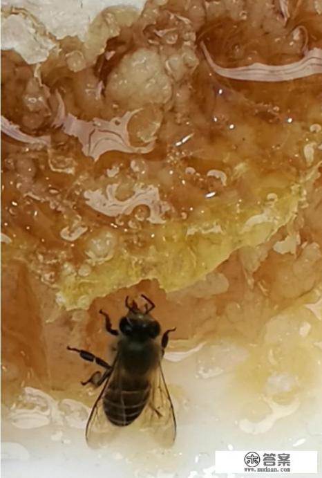 怎样正确使用蜂蜜水? 怎样正确使用蜂蜜水?