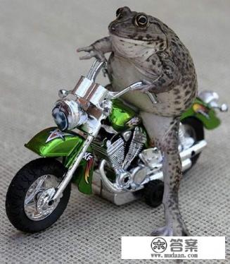 孕妇能吃田蛙吗?吃啥菜对宝宝有好处? 孕妇能吃田蛙吗?吃啥菜对宝宝有好处?