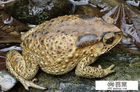 孕妇能吃田蛙吗?吃啥菜对宝宝有好处? 孕妇能吃田蛙吗?吃啥菜对宝宝有好处?