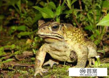 孕妇能吃田蛙吗?吃啥菜对宝宝有好处? 孕妇能吃田蛙吗?吃啥菜对宝宝有好处?