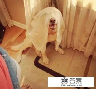 狗狗不要动游戏第17关攻略? 狗狗不要动游戏第17关攻略?