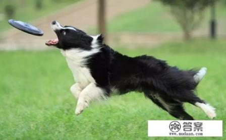 狗狗不要动游戏第17关攻略? 狗狗不要动游戏第17关攻略?