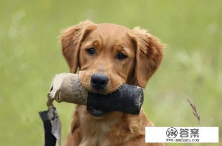 狗狗不要动游戏第17关攻略? 狗狗不要动游戏第17关攻略?