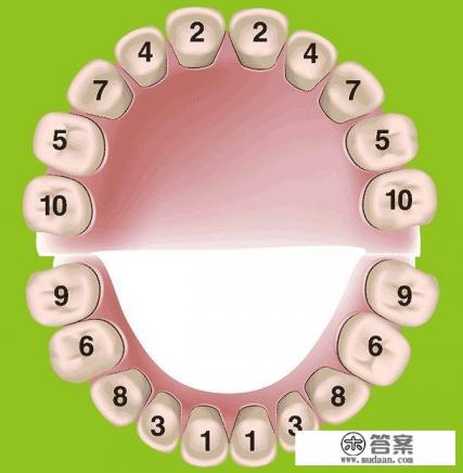 乳牙和恒牙的区别？