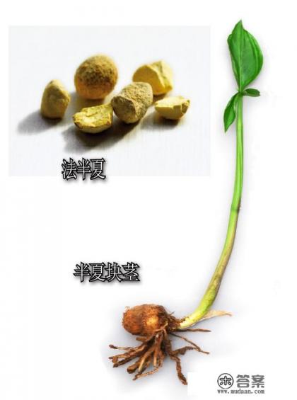 生半夏和法半夏有什么区别？